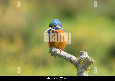 Eine atemberaubende Eisvogel (Alcedo atthis) am Wildvogel und Feuchtgebiete Vertrauen Naturschutzgebiet in Arundel, West Sussex, UK. Stockfoto