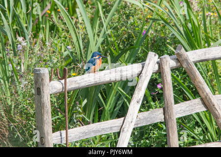 Eine atemberaubende Eisvogel (Alcedo atthis) auf ein Tor an der Wildvogel und Feuchtgebiete Vertrauen Naturschutzgebiet in Arundel, West Sussex, UK thront. Stockfoto