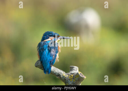 Eine atemberaubende Eisvogel (Alcedo atthis) am Wildvogel und Feuchtgebiete Vertrauen Naturschutzgebiet in Arundel, West Sussex, UK. Stockfoto