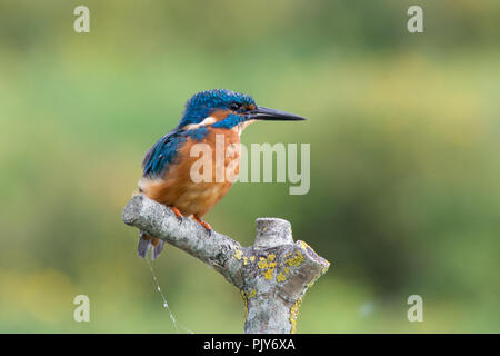 Eine atemberaubende Eisvogel (Alcedo atthis) am Wildvogel und Feuchtgebiete Vertrauen Naturschutzgebiet in Arundel, West Sussex, UK. Stockfoto