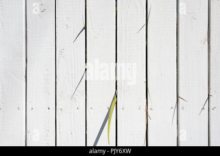 Eine Ansicht einer weiß lackierten Holz Zaun und einige Pflanzen in zwischen Ihnen für Hintergründe oder Hintergrundbilder Stockfoto