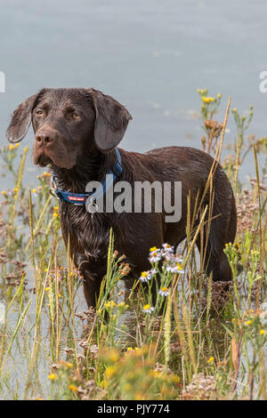 Labradinger oder springador gundog Kreuzungen Hund stehen im Schilf an der Seite von einem See oder Fluss schwimmen. Stockfoto