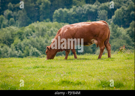 Red poll Kuh grasen im Sommer Wiese Stockfoto