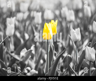 Nahaufnahme der Einige gelbe Tulpen mit einer Glühbirne hervorgehoben, und der Rest in Schwarz und Weiß Stockfoto