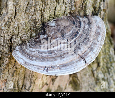 Makro Nahaufnahme von einigen Halterung/Regal Pilz (Basidiomycotina) auf einem Baum Stockfoto