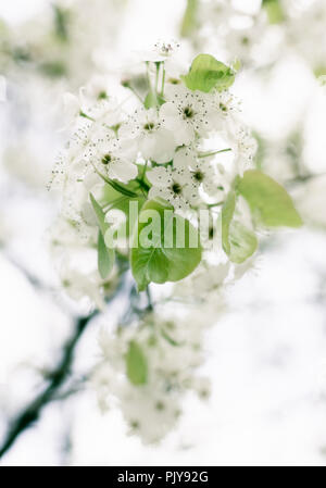 Makro Der weißen Blüten aus einem dekorativen Birnbaum (Pyrus calleryana) Stockfoto