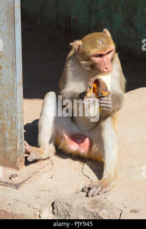 Ein macaque Affen innerhalb der buddhistischen Website ganz oben auf dem Podest Hügel von Taung Kalat (Mount Popa), Myanmar (Burma). Stockfoto