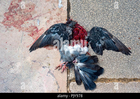 Tote Taube auf eine asphaltierte Straße. Stockfoto
