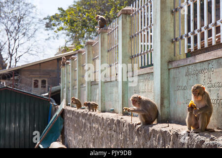 Macaque Affen innerhalb der buddhistischen Website ganz oben auf dem Podest Hügel von Taung Kalat (Mount Popa), Myanmar (Burma). Stockfoto