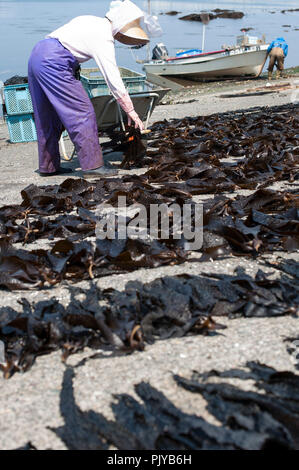 Fischerei Laienmitarbeiter aus Geernteten Algen am Strand in Kurihama, Kanazawa Präfektur, Japan am 30. April 2009 zu trocknen. Zusammen bekannt als kaiso I Stockfoto