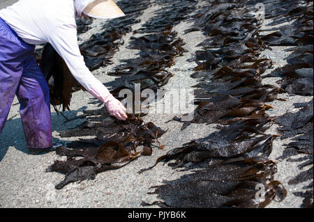 Fischerei Laienmitarbeiter aus Geernteten Algen am Strand in Kurihama, Kanazawa Präfektur, Japan am 30. April 2009 zu trocknen. Zusammen bekannt als kaiso I Stockfoto