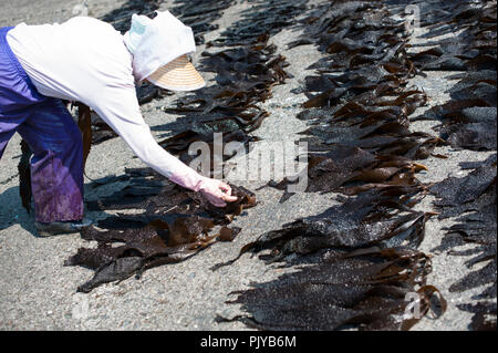 Fischerei Laienmitarbeiter aus Geernteten Algen am Strand in Kurihama, Kanazawa Präfektur, Japan am 30. April 2009 zu trocknen. Zusammen bekannt als kaiso I Stockfoto