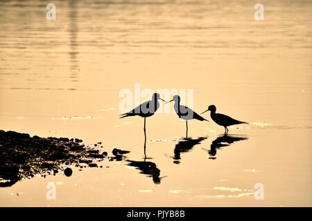 Schwarz geflügelte Stelzenläufer Silhouette/Vogel Silhouette Stockfoto