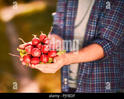 Bio Gemüse. Bauern Hände mit frisch Radieschen geerntet Stockfoto
