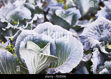 Querformat eines frisch wachsenden Kohl Stockfoto