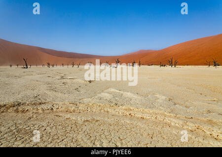 Deadvlei, eine weiße Clay pan in Sossusvlei in der Namib Wüste. Stockfoto