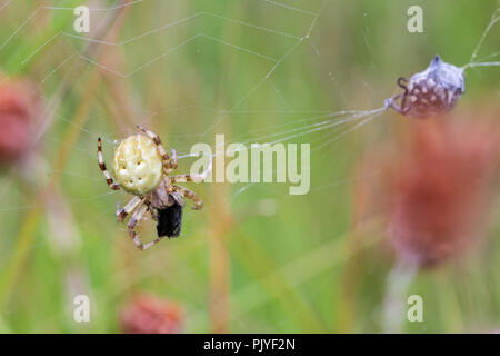 Vier Spots Orb Web Spider, Araneus quadratus, mit Beute. Whitelye Gemeinsame, Monmouthshire, Wales. Araneidae Familie. Stockfoto