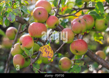 Holzäpfel, Malus sylvestris, wild wachsen in einer Hecke, Monmouthshire, Wales, Großbritannien Stockfoto