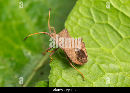 Dock Bug, Coreus marginatus, Monmouthshire, Wales, September. Familie Coreidae. Stockfoto