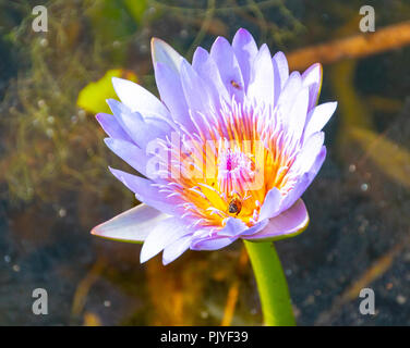 Eine Nahaufnahme eines lila und orange Water Lilly mit dem Rücken einer Honigbiene auf der Seite Stockfoto