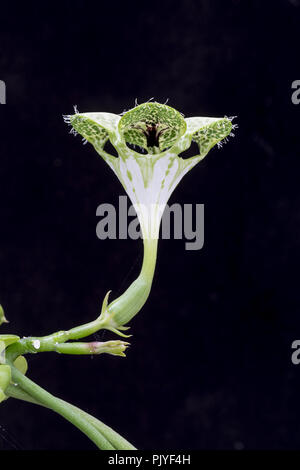 Fallschirm Pflanze, Ceropegia sandersonii Blume, aus dem südlichen Afrika. Familie Asclepiadaceae. Die Blume "Laterne" dient als temporärer Falle für Insekten Stockfoto
