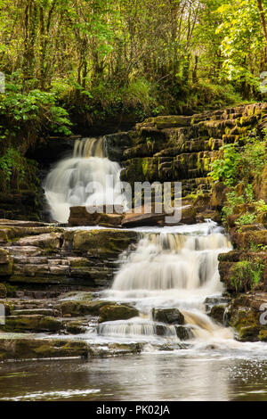 Irland, Co Ballinamore, Leitrim, Aughnasheelin Corramartin, Umfrage ein Eas-Wasserfall am Gelben Fluss Stockfoto