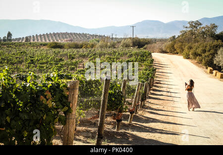 Eine Frau in einem Weinberg in Valle de Guadalupe, Mexiko Stockfoto