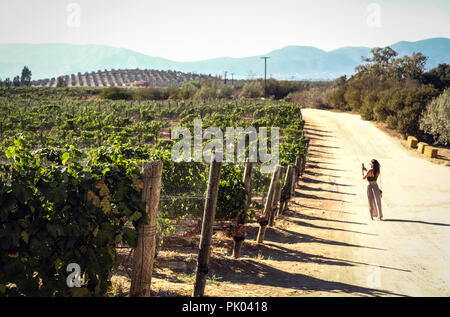 Eine Frau in einem Weinberg in Valle de Guadalupe, Mexiko Stockfoto