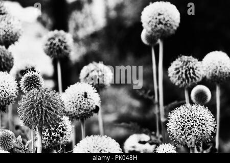 Ein helles echinops Blumen in Schwarz und Weiß Fotografie (russische Kugel Thistle oder globethistle), der kugeligen Blüten mit röschen, hoher Kontrast, h Stockfoto