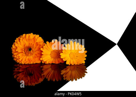 Drei calendula, Calendula Blüten auf abstrakten schwarzen und weißen Hintergrund. Modernes Design noch leben. Stockfoto