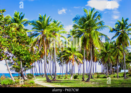 Ein gewundener Pfad, der durch eine Palme Wald in der Nähe des Karibischen Meer führt. Las Galeras, Samana, Dominikanische Republik Stockfoto