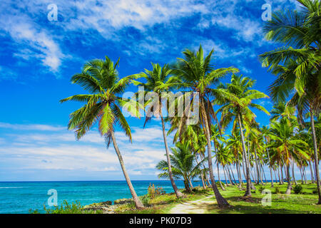 Ein gewundener Pfad, der durch eine Palme Wald in der Nähe des Karibischen Meer führt. Las Galeras, Samana, Dominikanische Republik Stockfoto