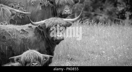 Longhorn Kühe stehen im Klee Weide B&W Stockfoto