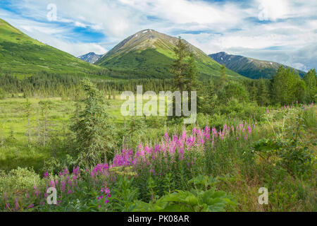 Idyllische Landschaft Alaskas Szene mit rosa Wildblumen in Vordergrund, grüne Almwiese im Boden, und die Berge im Hintergrund mit blauer Himmel. Stockfoto