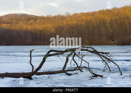 Big tree branch Festlegung auf dem zugefrorenen See im Winter Stockfoto