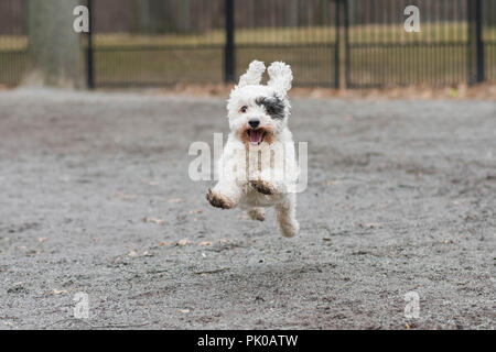 Happy weisser Hund mit schwarzen Augenklappe schnell laufende in Park Stockfoto