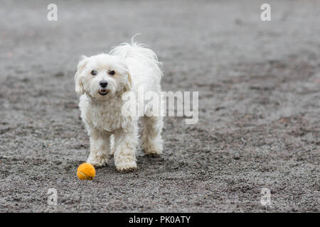 Kleinen weißen Hund stehend mit orange Kugel auf dem Boden Stockfoto