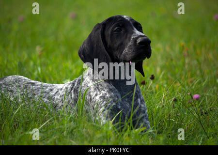 Deutsch Kurzhaar Pointer, kurtshaar Eine gefleckte schwarze Welpe liegend auf grünem Gras, Fang im Profil, Abend, Nahaufnahme, Porträt Stockfoto