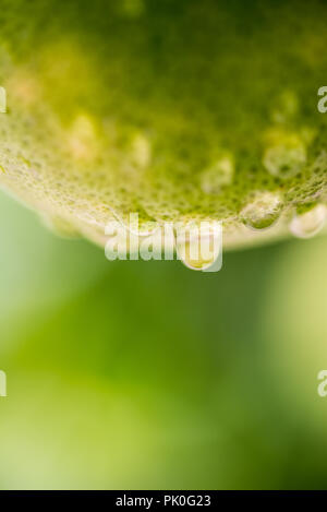 Der Regen fällt auf Unreife und Grünen Grapfruit hängen mit Baum Stockfoto