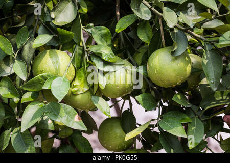 Der Regen fällt auf Unreife und Grünen Grapfruit hängen mit Baum Stockfoto