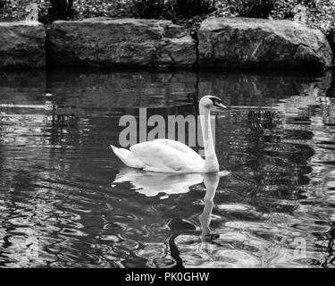 Höckerschwan Schwimmen auf einem Teich mit Plätschern des Wassers in Schwarz und Weiß Stockfoto