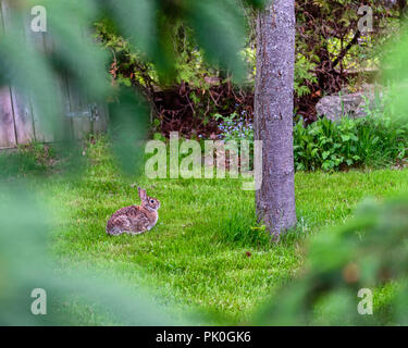 Bunny Kaninchen Sitzen auf der Wiese neben einem Baum gesehen durch einige Bäume Stockfoto