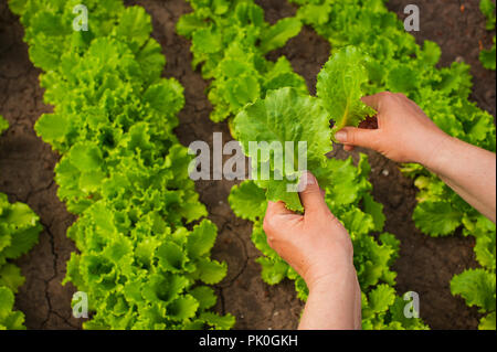 Frau Hände Kommissionierung grüner Salat im Gemüsegarten. Selektiver Fokus Stockfoto