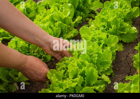 Frau Hände Kommissionierung grüner Salat im Gemüsegarten. Selektiver Fokus Stockfoto