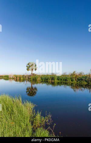 Central Florida Marsh Feuchtgebiete Stockfoto