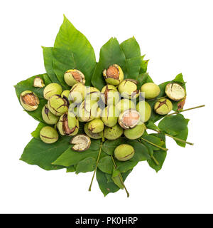 Gruppe der grüne Walnüsse auf einem Blatt verteilt, auf einem weißen Hintergrund mit Schatten, Ansicht von oben, Zusammensetzung Stockfoto
