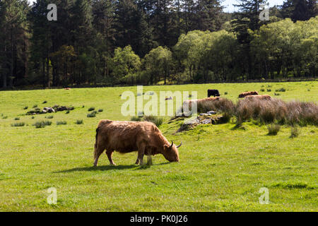 Highland Kuh oder Coo Beweidung in einem Feld Stockfoto