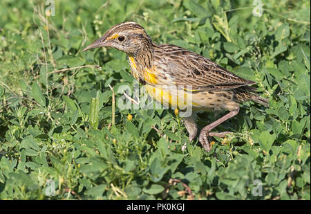 Western Meadowlark (Sturnella neglecta) Badlands National Park Stockfoto