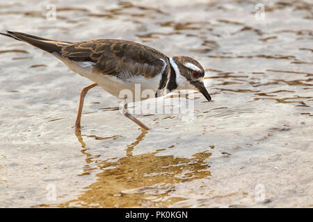 Killdeer (Charadrius vociferus) Ernährung in Mammoth Hot Springs, Yellowstone National Park Stockfoto