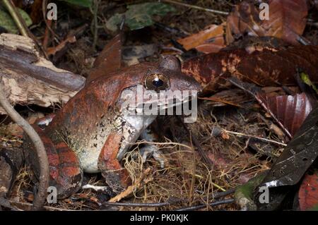 Eine größere Sumpf Frosch (Limnonectes malesianus) Herumstreichen den Waldboden im Gunung Mulu National Park, Sarawak, Malaysia, Borneo